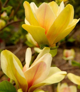 Magnolia 'Sunsation'